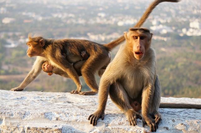 属猴与哪些生肖相合，属猴与哪些生肖相合婚姻？